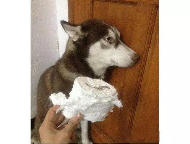 鍋氬畬鍧忎簨灏辫窇鐨勭嫍,鍋氫簡鍧忎簨瑁呭偦