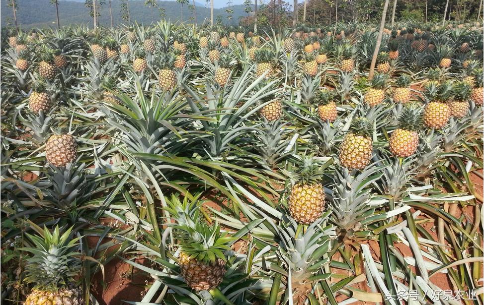 菠萝适宜地区,菠萝适合哪种气候