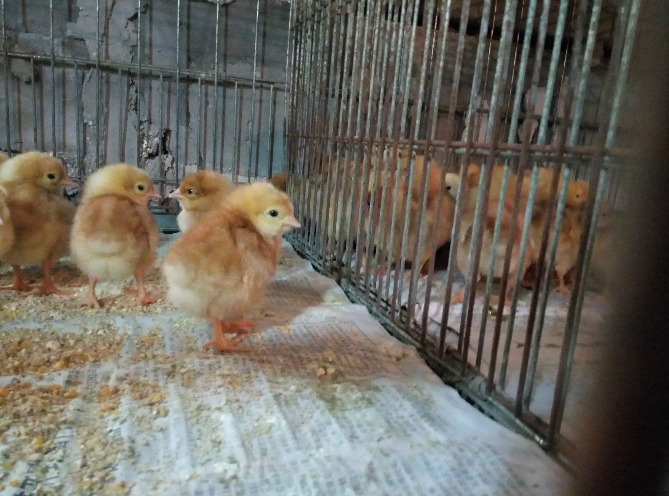 鸡苗做疫苗的顺序,鸡苗打疫苗的正确方法视频