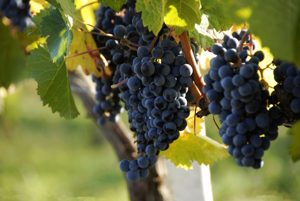 推荐五款经典的葡萄酒,南美葡萄酒性价比最高的