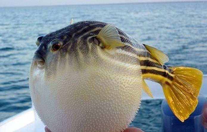 大连天正河豚怎么样,大连天正河豚官网