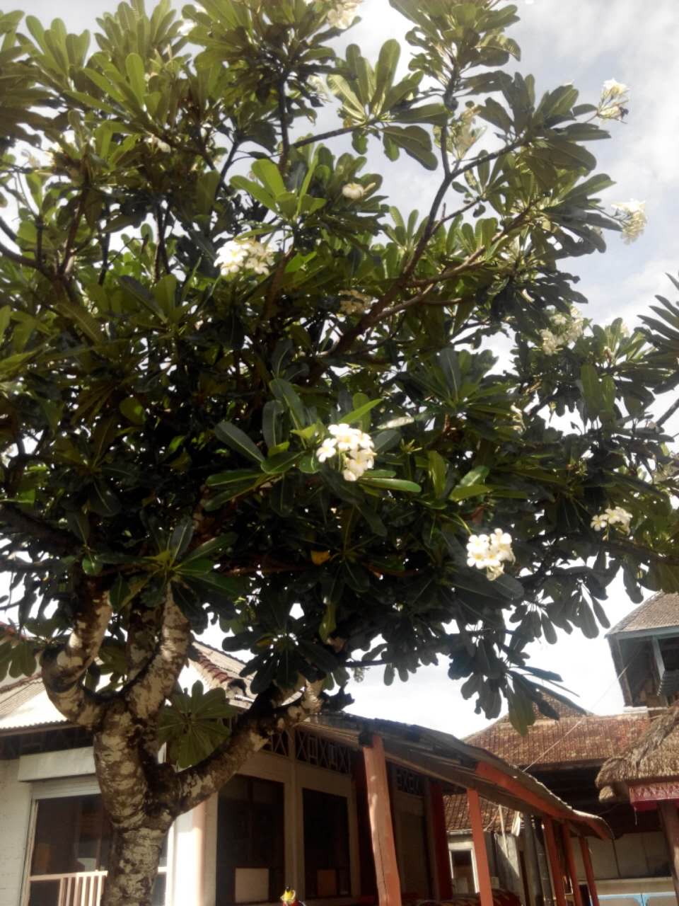 12月去巴厘岛的旅游攻略,巴厘岛12月旅游