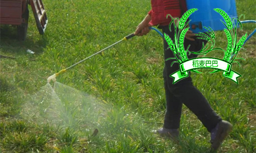 小麦钾肥多了有什么影响,小麦钾肥施多了会倒伏吗