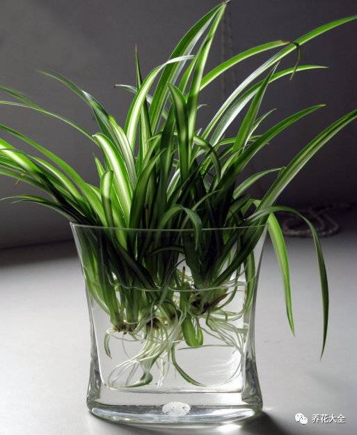 在家怎样水培种植物,50种水生植物最好养的水培花