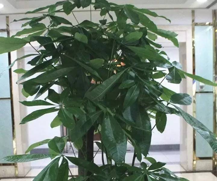 发财树一夜被冻死了还能救活吗,盆栽发财树浇水后叶子发黄怎么办