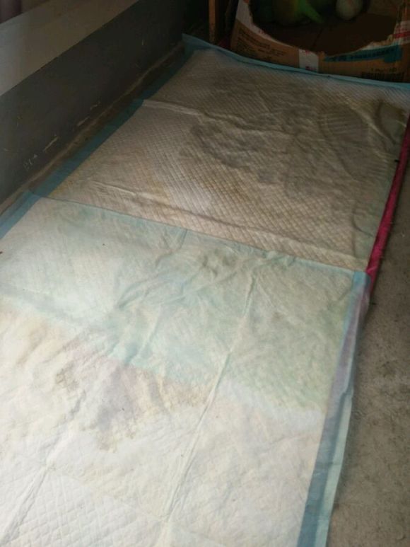 拉布拉多是个小恶魔活力四射,幼年拉布拉多智商相当于人类几岁