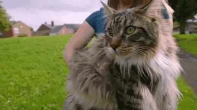 世界上最大的十种猫排名,打破吉尼斯纪录的猫