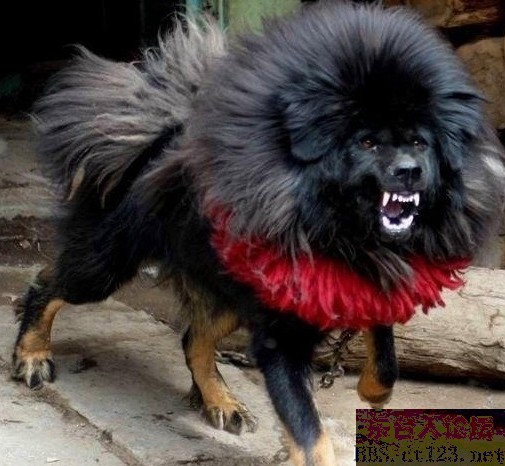 狗狗酷,酷狗狗视频