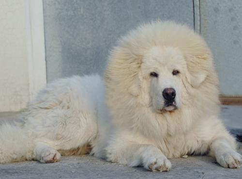 狗狗酷,酷狗狗视频