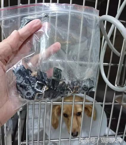 你莫名其妙找不到的东西，可能都在你家狗狗肚子里