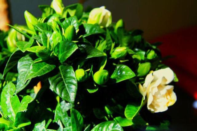 花卉叶子变黄怎么处理,盆栽花卉叶子发黄有何妙招