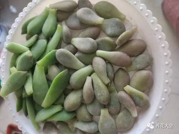 快死的花埋沙里能救活吗,快死的花