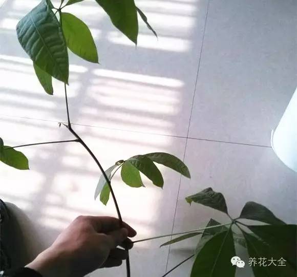 快死的花埋沙里能救活吗,快死的花