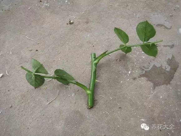 快死的花埋沙里能救活吗,快死的花