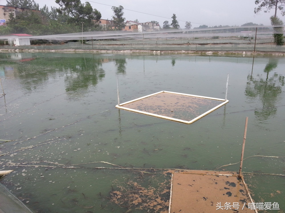 泥鳅养殖老师傅,养殖界的老司机