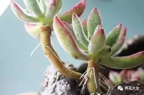 多肉老是长气根怎么办,多肉为什么生气
