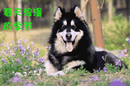 一梦谈狗：养一只公狗和养一只母狗的差距这么大你投票给谁？