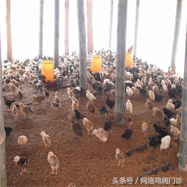 养鸡用药浓度怎样算,养鸡用药有规律