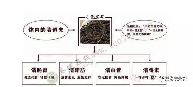 长期喝安化黑茶的好处和坏处,安化黑茶的好处与功效