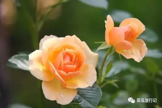 恐婚症治愈,婚恐症治愈