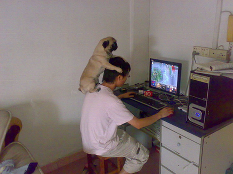 小丑巴哥犬,巴哥犬这么丑为什么有人养