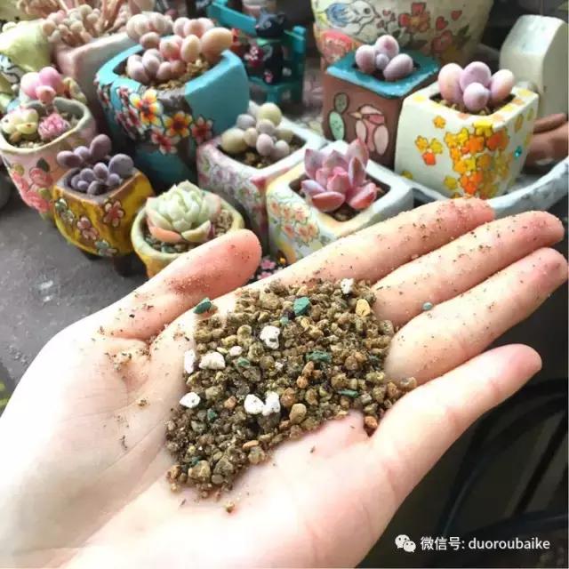 太实用了！图解多肉的配土及用药！