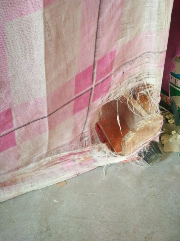 拉布拉多是个小恶魔活力四射,幼年拉布拉多智商相当于人类几岁