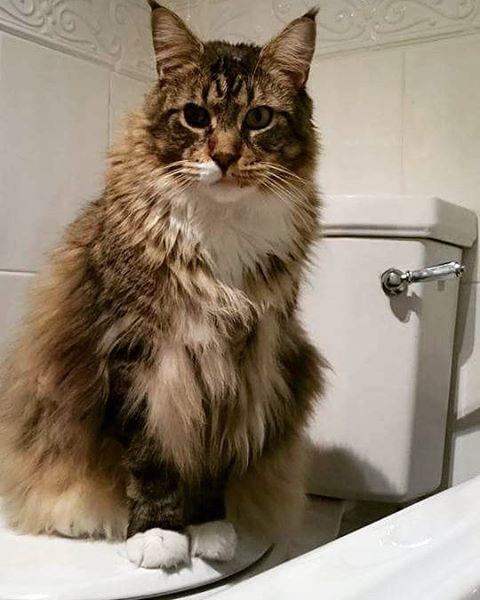 世界上最大的十种猫排名,打破吉尼斯纪录的猫