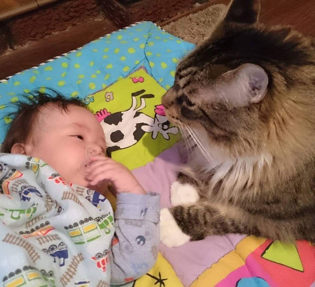 世界上最大的十种猫排名,打破吉尼斯纪录的猫