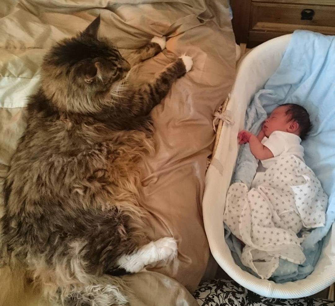 世界上最大的十种猫排名,打破吉尼斯纪录的猫