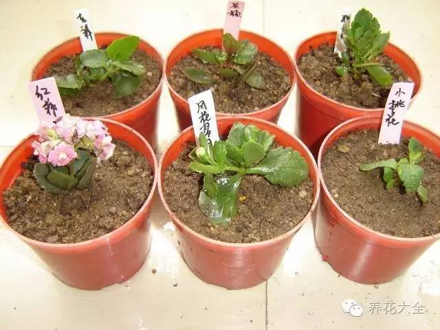 快死的花埋沙里能救活吗,快死的花