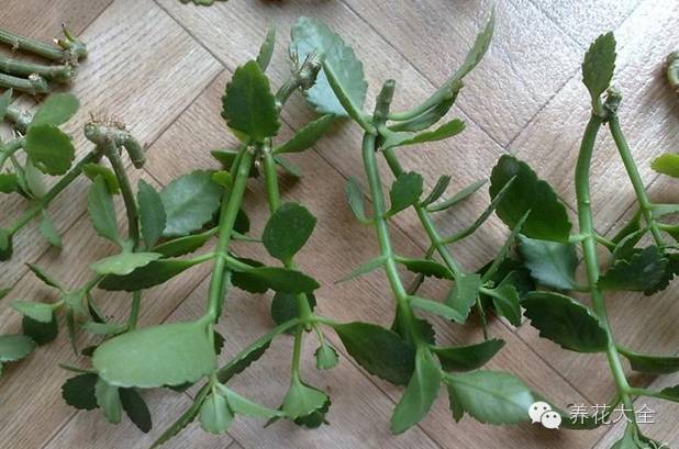 快死的花埋沙里能救活吗,快死的花