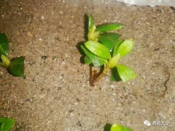 快死的花埋沙里能救活吗,快死的花