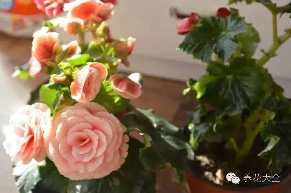 快死的花埋沙里能救活吗,快死的花