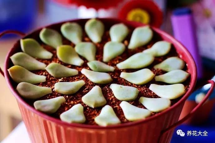 快死的花埋沙里能救活吗,快死的花