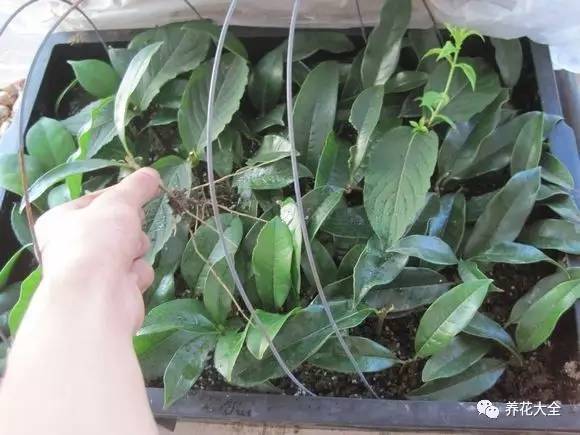 快死的花埋沙里能救活吗,快死的花