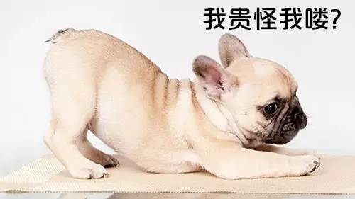 一梦谈狗：养一只公狗和养一只母狗的差距这么大你投票给谁？