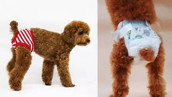 一梦谈狗：养一只公狗和养一只母狗的差距这么大你投票给谁？