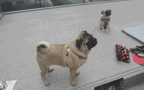 一梦谈狗：养一只公狗和养一只母狗的差距这么大你投票给谁？