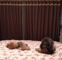 一梦谈狗：养一只公狗和养一只母狗的差距这么大你投票给谁？