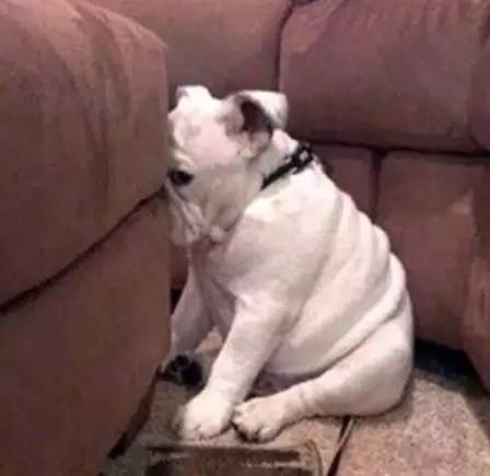 鍋氬畬鍧忎簨灏辫窇鐨勭嫍,鍋氫簡鍧忎簨瑁呭偦