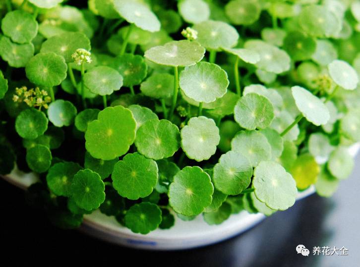 事业位置摆什么好招财,办公桌上摆什么招财助事业