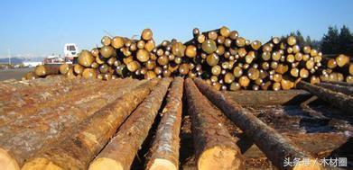 国内的木材行情和国外的木材行情,国际木材市场分析