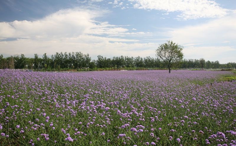 离这里最近的薰衣草庄园,中国最浪漫的地方薰衣草