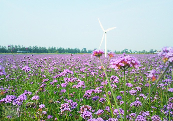 离这里最近的薰衣草庄园,中国最浪漫的地方薰衣草