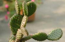 十大防辐射最好的水培植物,防辐射植物有哪些