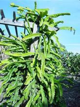 十大防辐射最好的水培植物,防辐射植物有哪些