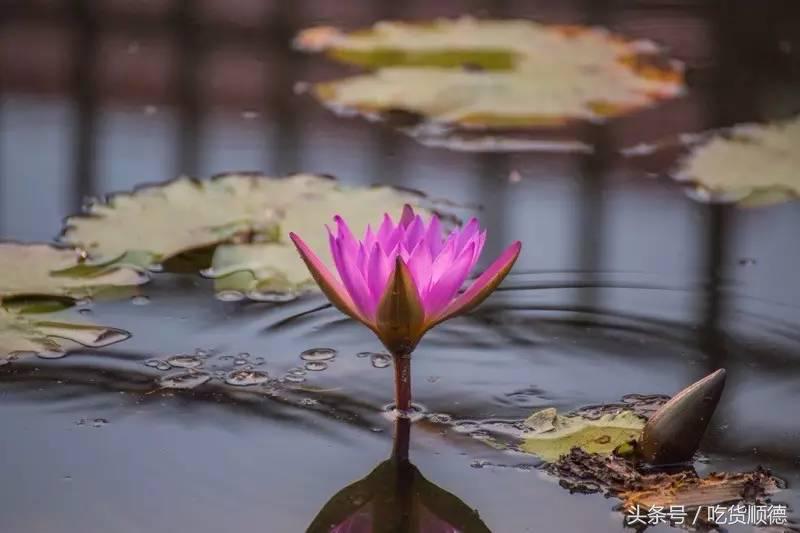 陪伴均安人十几年酒楼全面升级，全新创意茶点，大良都要过去饮茶