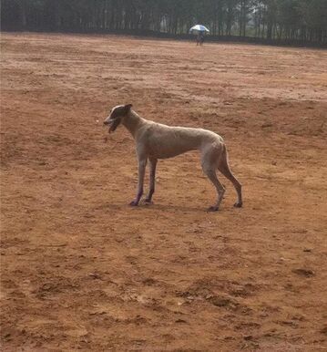 格力犬视频素材稀有,分享一张格力犬的照片