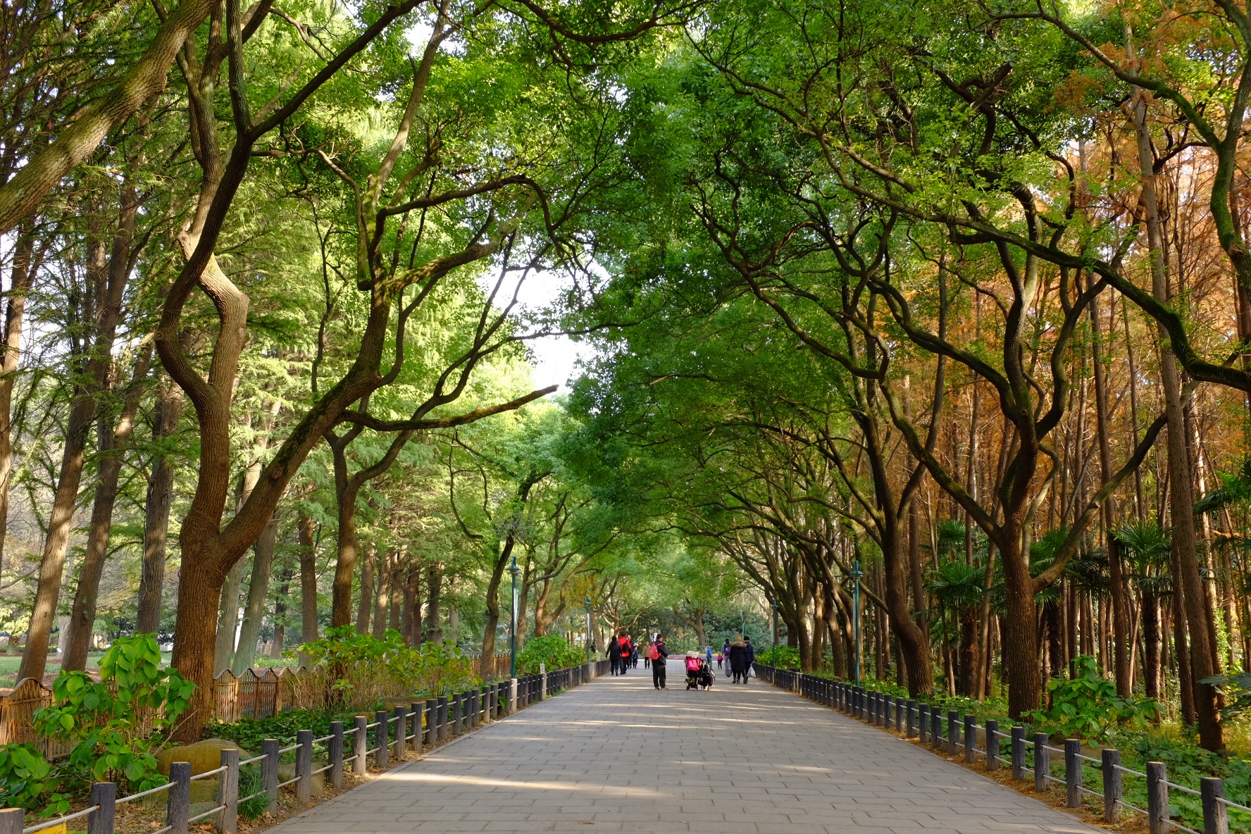 巧用日光白平衡，记录绚烂秋色